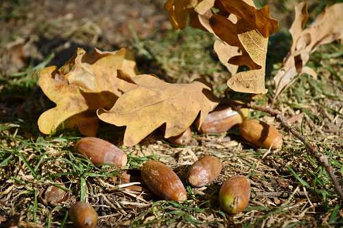 acorn season acorn branch grass leaf autumn flora nature tree wood kb