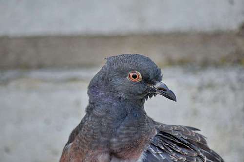 side-view side bird head pigeon beak wild feather wildlife animal nature