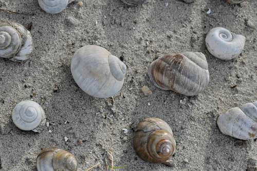 seashell snail seashell shell spiral shellfish sand conch nature seashore
