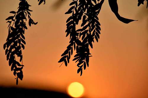 sol amarillo naranja silueta árbol naturaleza puesta de sol mancha solar rama flora hoja