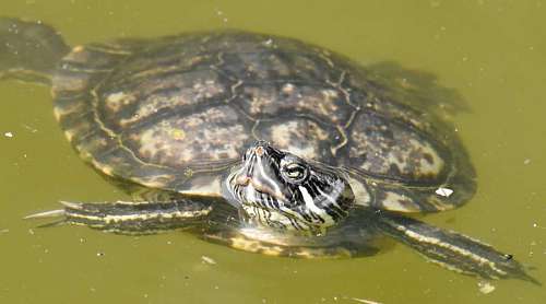 endangered swimming turtle endangered endemic species underwater reptile wildlife pool nature animal