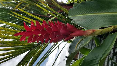 rainforest-fauna tropical jungle rainforest plant flower flora tree leaf outdoors nature