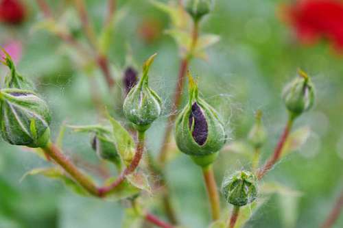 up upclose bud roses plant garden flora leaf nature flower