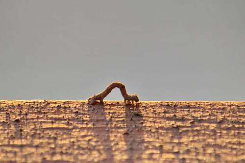 worm worm brown insect larva nature wildlife outdoors animal tree wood