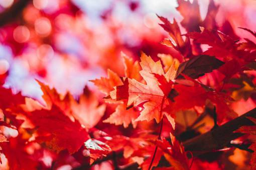brillante hoja de otoño;arce;árbol naturaleza otoño temporada amarilla hoja multicolor