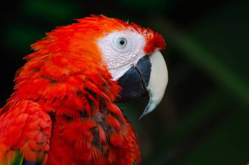 pico guacamayo de pico multicolor; guacamayo rojo de plumas de animales