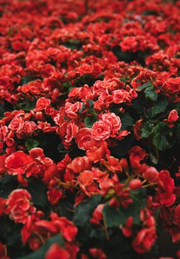 nature summer flower close-up plant red;camellias;flowers;plant leaf
