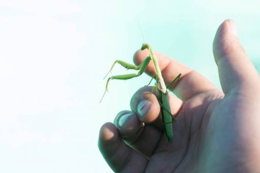 way A Praying Mantis in Garden 