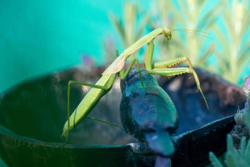 way A Praying Mantis in Garden 