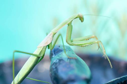 way A Praying Mantis in Garden 