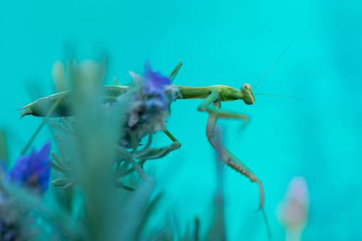 way A Praying Mantis in Garden 