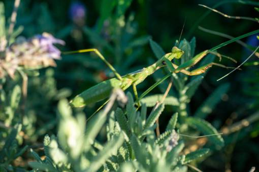 way A Praying Mantis in Garden 