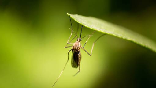 salvaje mosquito de color verde animal; dengue macro insecto naturaleza primer plano