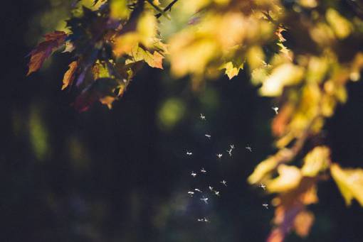 brillante otoño fondos naturaleza mosquito;dengue hoja árbol amarillo