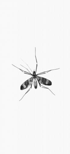 flying illustration macro close-up animal nature insect mosquito;dengue