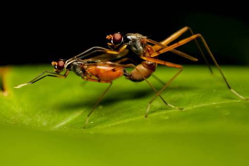 small insect ant mosquito;dengue;copulating;reproduction close-up animal macro nature