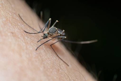 salvaje insecto primer plano macro naturaleza mosquito;dengue al aire libre animal
