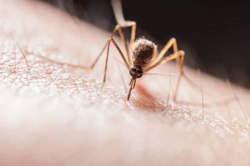 small insect macro close-up nature animal mosquito;dengue spider