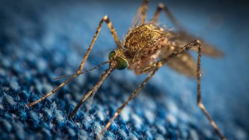 insect insect mosquito;dengue blue animal close-up macro nature