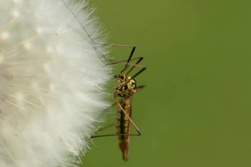 sing macro close-up insect animal green color mosquito;dengue nature