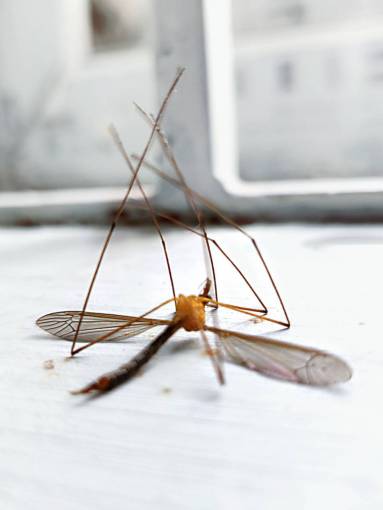 insect macro close-up nature insect animal animal wing mosquito;dengue;dead