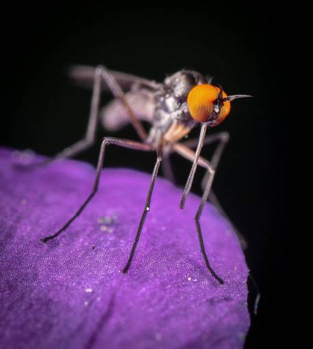 small macro nature small animal mosquito;dengue close-up insect