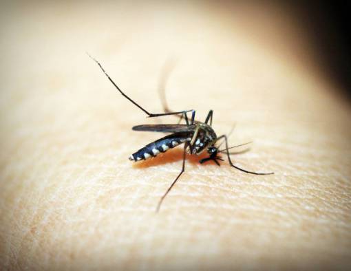 flying nature close-up animal macro mosquito;dengue pest insect