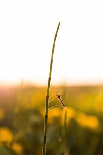 puesta de sol verano naturaleza insecto mosquito;dengue al aire libre macro primer plano