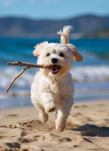 dog Maltese Dog Running on the Beach with a Branch in Its Mouth – Playfulness, Joy, and Fun