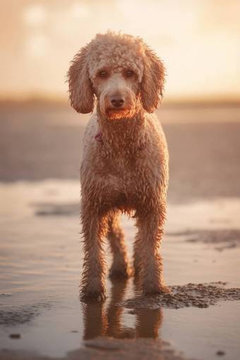 dog Puddle Dog at the Beach – Playful, Joyful, and Sandy Adventures
