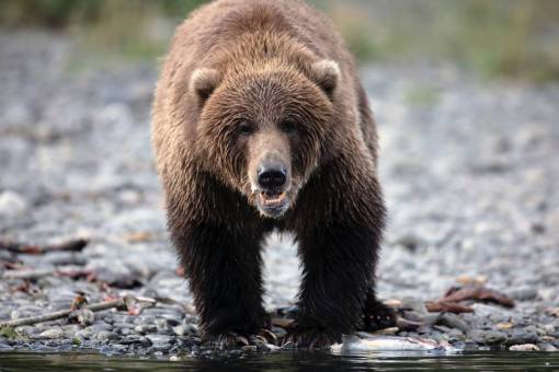 bosques animales salvajes al aire libre oso; animal de la naturaleza de Alaska un mamífero animal