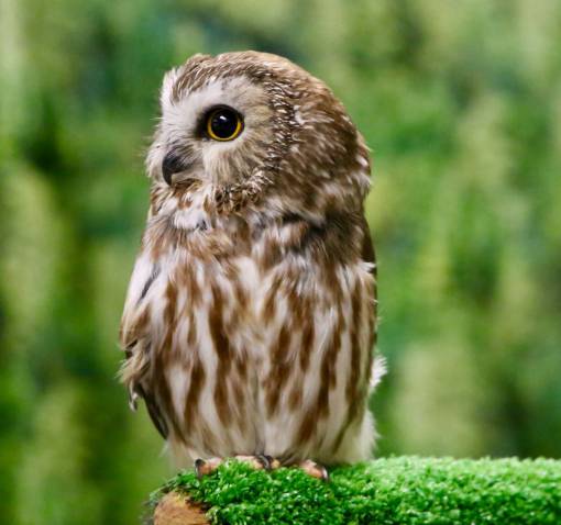 pico ave de presa pluma animal animales en estado salvaje búho marrón naturaleza pico