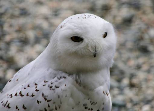 blanco ave de rapiña pico de pluma naturaleza animales salvajes animal búho blanco