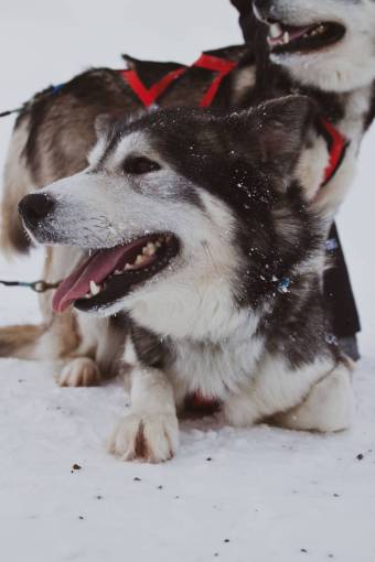 dog dog outdoors animal canine snow pets Siberian Husky;Alaska