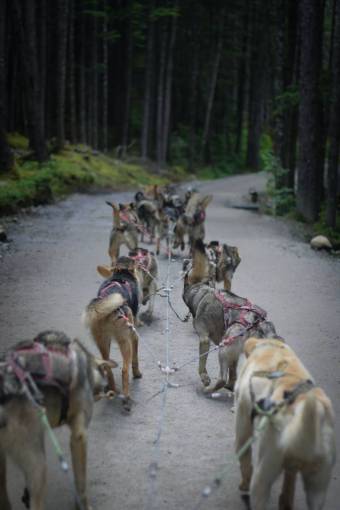 dog outdoors forest animal nature dog mammal Siberian Husky;Sleed;Alaska