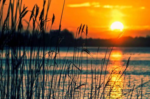 silhouette sunrise rushes;lake;dusk nature sun dusk dawn sunset