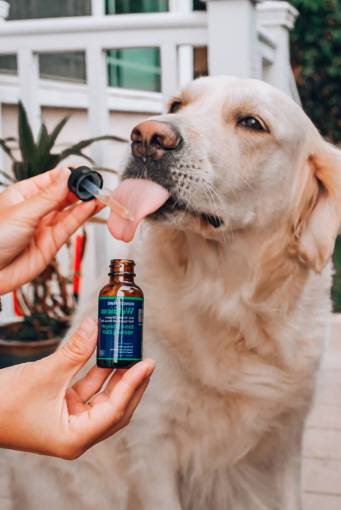 medicina salud y medicina mascotas animal doctor medicina canabis aceite perro