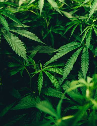 medicina hoja de aceite de cannabis narcótico canabis a base de hierbas naturaleza planta de marihuana