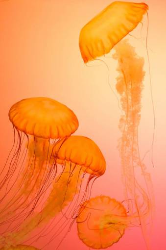 deep-wounds Jellyfish