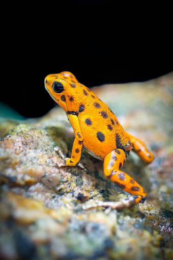 salvaje rana naranja