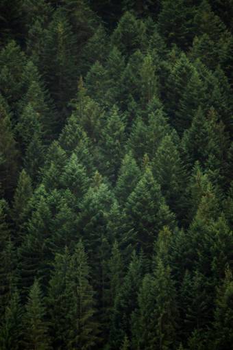 Vista aérea de un bosque de pinos