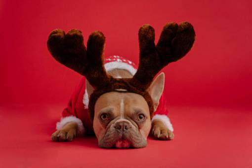 Christmas french bulldog on red background