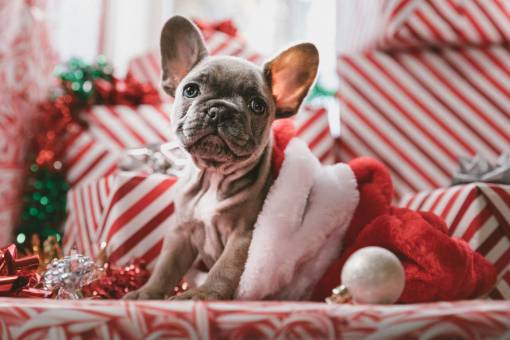 Christmas pets