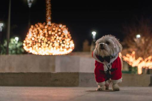 Christmas pets