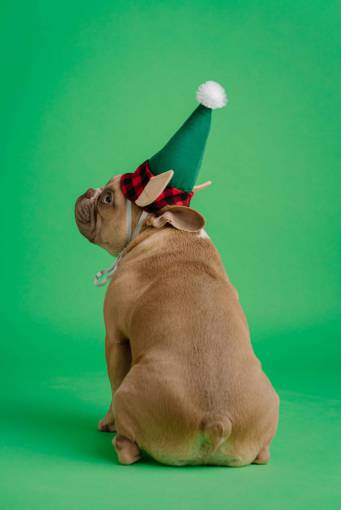 Christmas pets