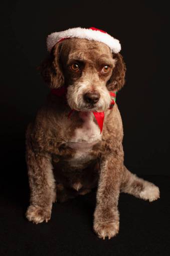 diciembre Mascotas navideñas