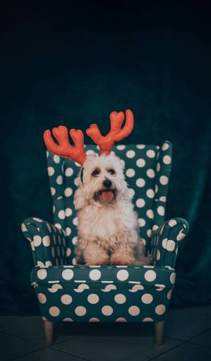diciembre Mascotas navideñas