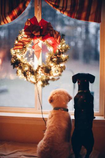 way Christmas pets looking through the windows