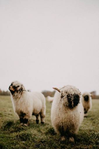 Cute Valais Blacknose Sheeps