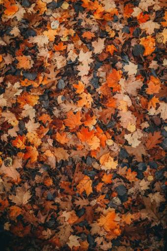 Full frame shot of autumn leaves
